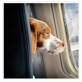 Pet traveling